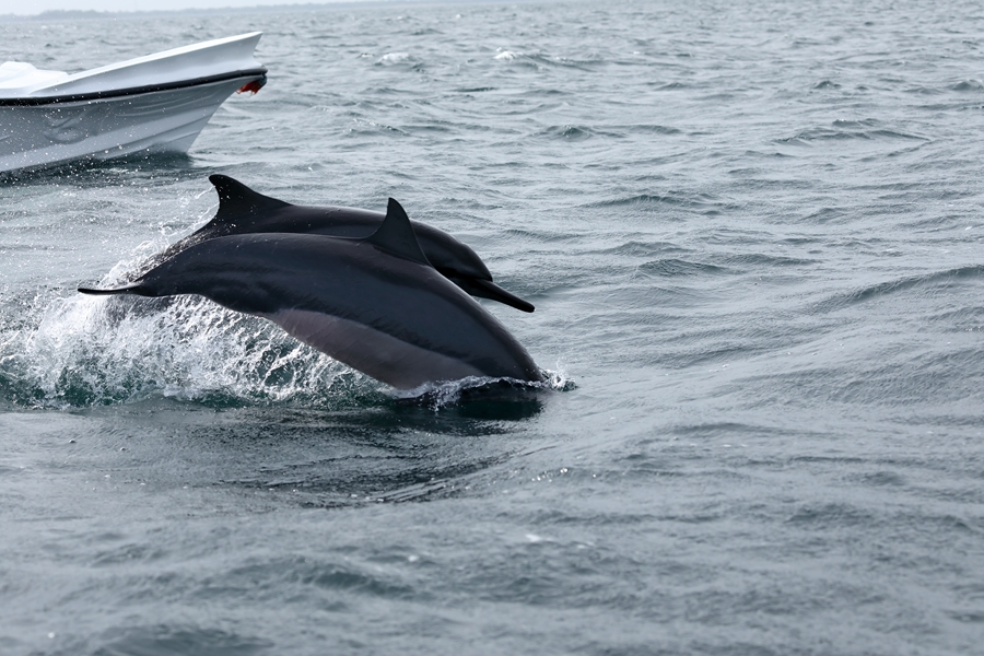 Sri Lanka Trincomalee Dolfijnen 2