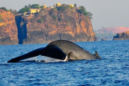 Gerelateerde tour 3-daagse bouwsteen Trincomalee