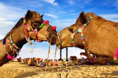 Gerelateerde tour Kamelen safari in de Thar woestijn
