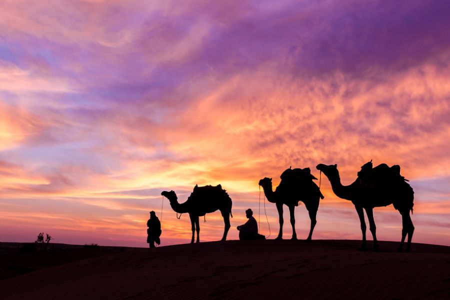 india rajashtan kamelen mogelijk in chandelao