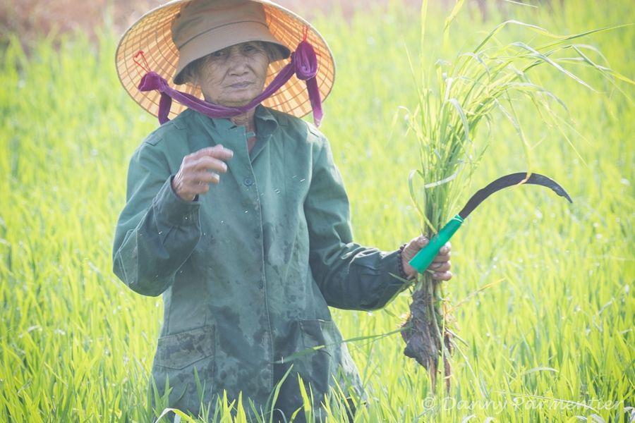 Vietnam rijstboerin Foto Danny Parmentier