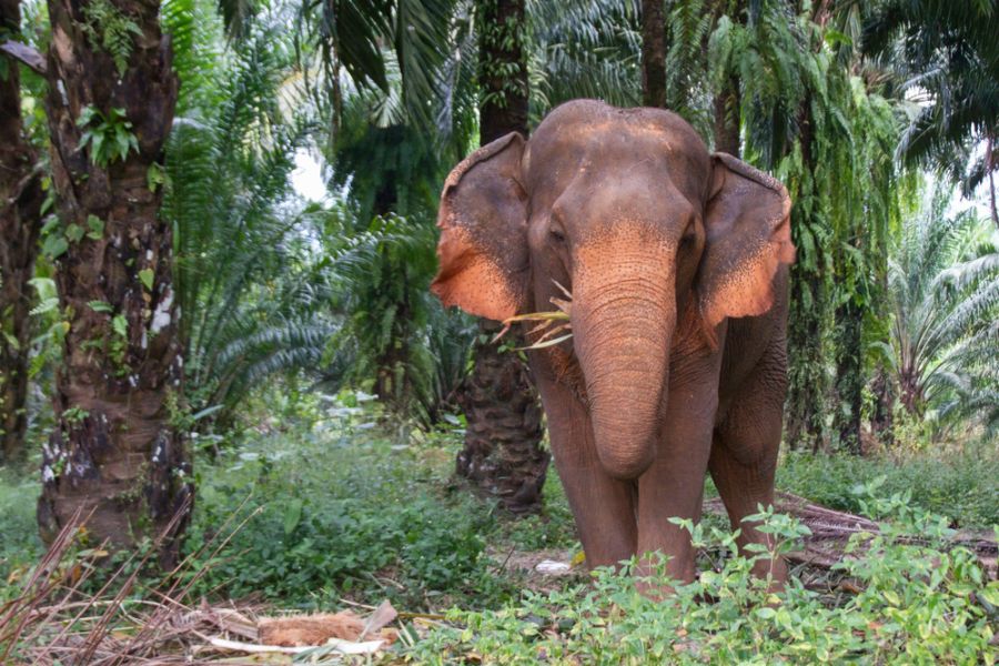 thailand khao sok olifant