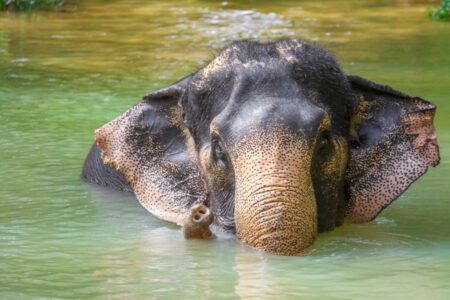 Gerelateerde tour Elephants World Kanchanaburi