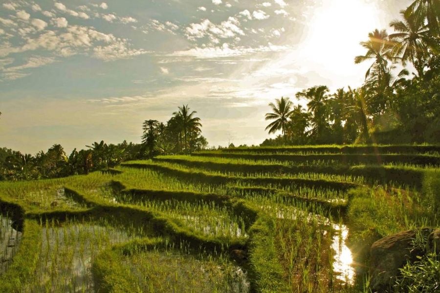 indonesie bali tabanan sarinbuana eco lodge 3148