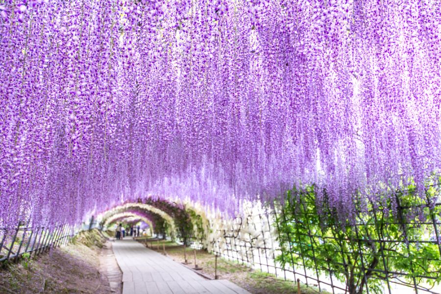 japan fukuoka wisteria tunnel in kawachi fuji garden