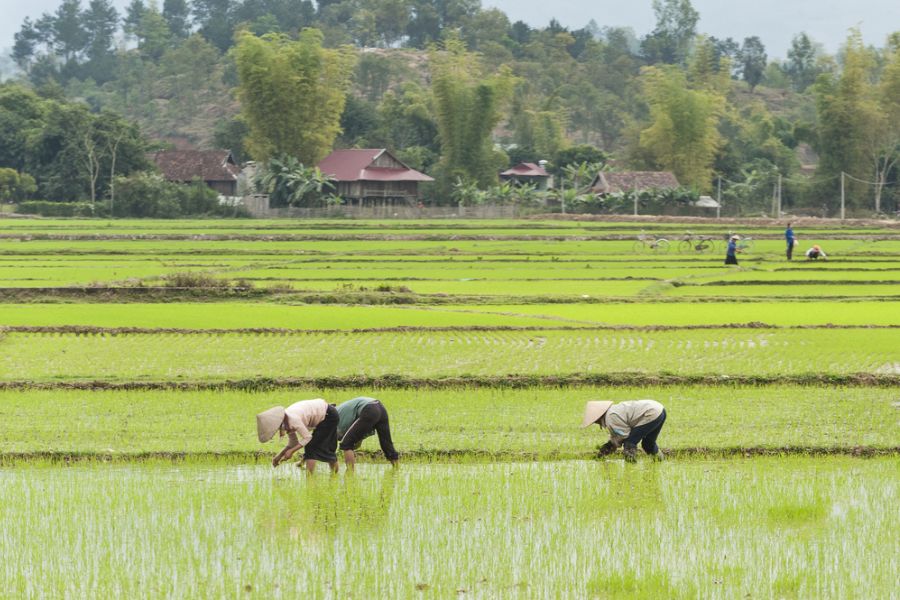 vietnam noord vietnam boeren rijstvelden