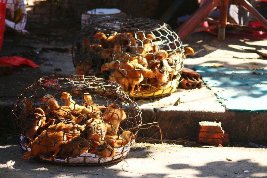 vietnam noord vietnam markt kippen