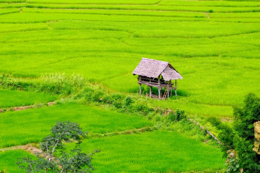 vietnam noord vietnam rijstveld