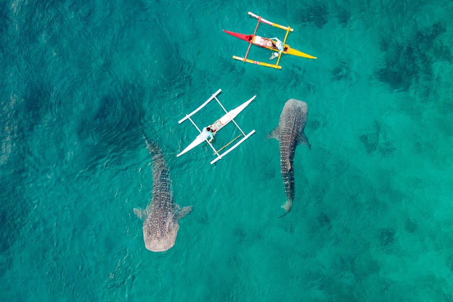 filipijnen cebu whale sharks oslob walvishaai