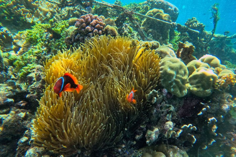 filipijnen pamilacan island snorkelen vissen