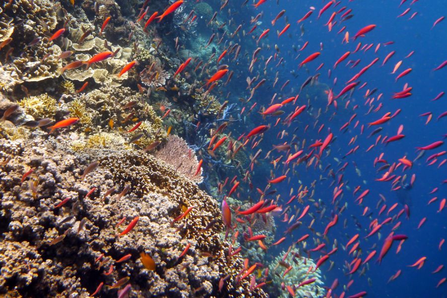 indonesie bali pemuteran menjangan snorkelen