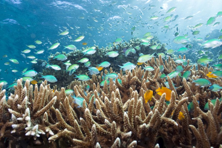 indonesie bali pemuteran menjangan snorkelen