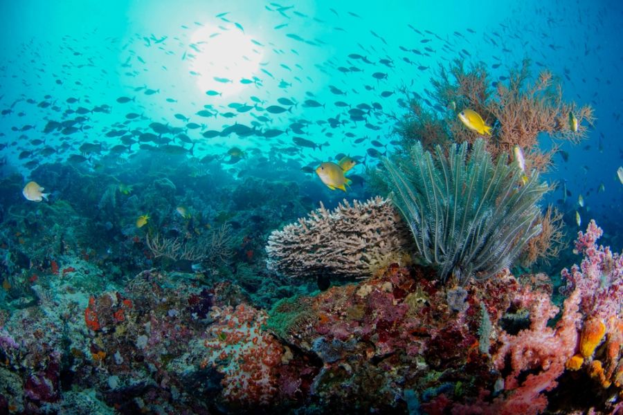 indonesie bali pemuteran menjangan snorkelen