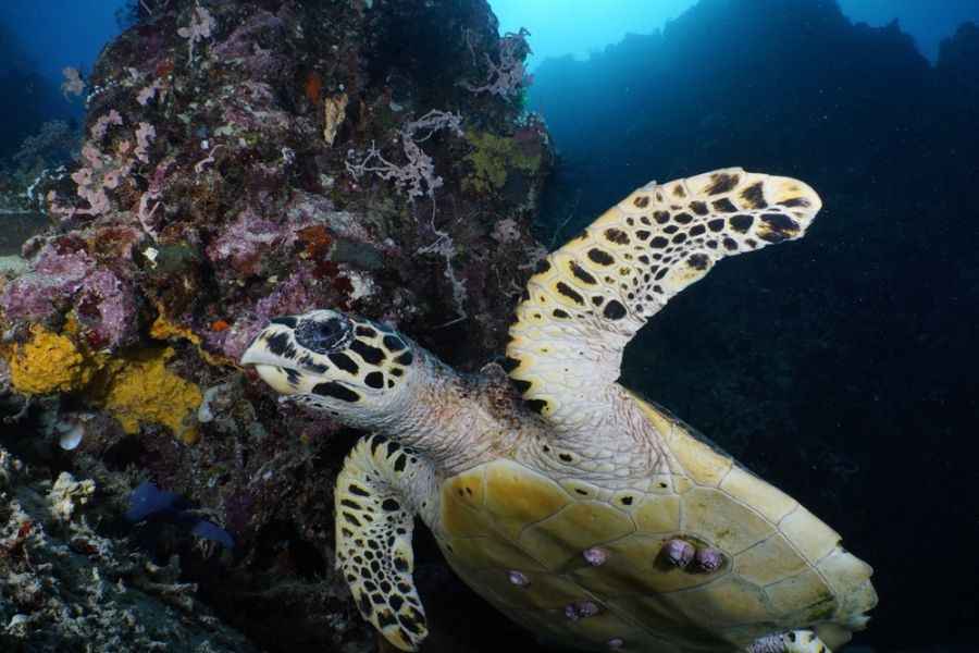 indonesie bali pemuteran menjangan snorkelen zeeschildpad