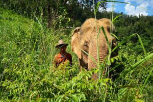 De olifanten van ChangChill (Dagtour)