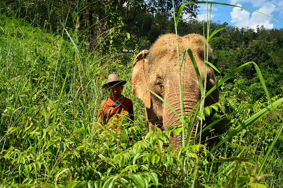 thailand chiang mai changchill olifanten 16