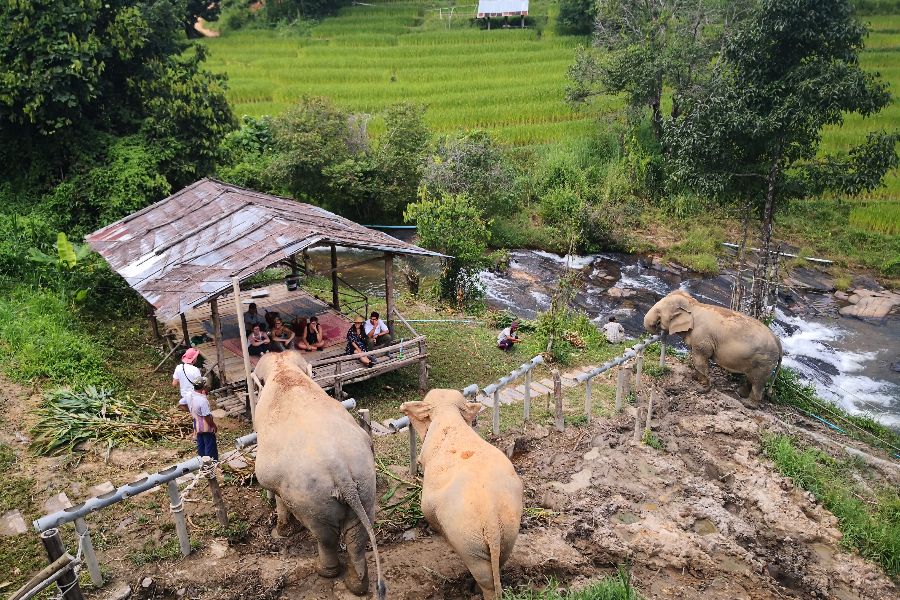 thailand chiang mai changchill olifanten 17