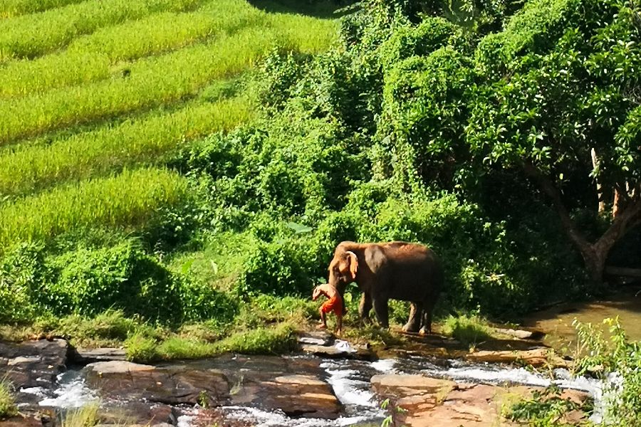 thailand chiang mai changchill olifanten 19