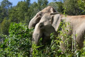 De olifanten van ChangChill (Ochtendtour)