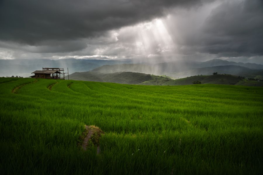 Rijstvelden in Chiang Mai