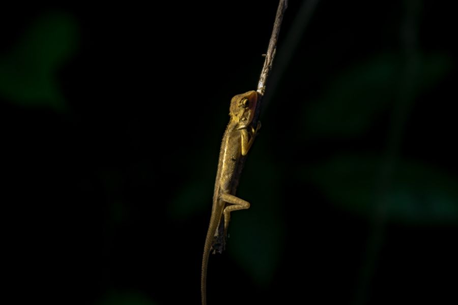 thailand khao sok hagedis avond nacht