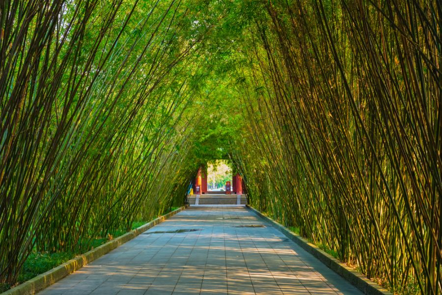 china chengdu bamboebos in wangjianglou park