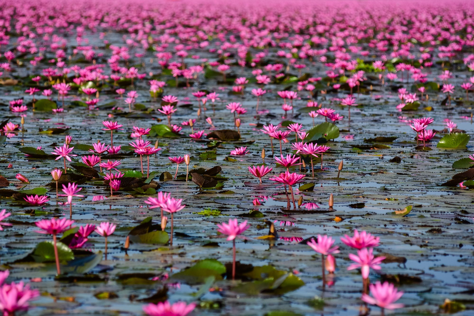 Het weer in Thailand in januari