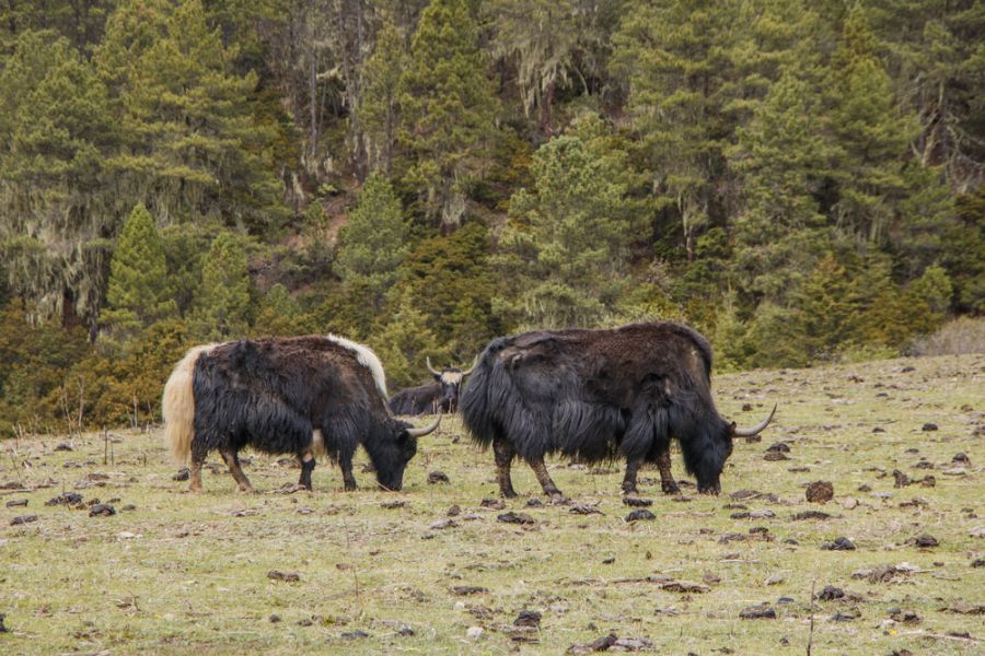 china shangrila pudacuo national park yak