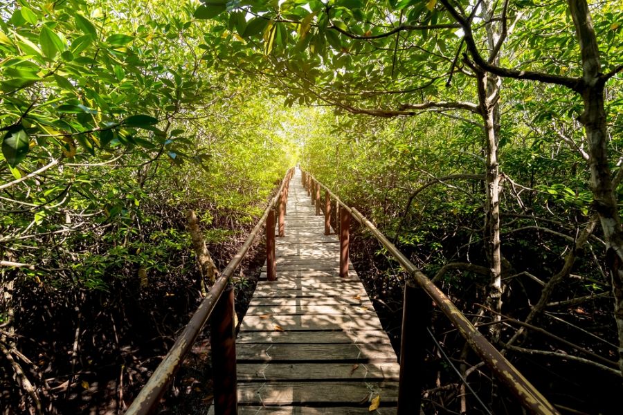 filipijnen bohol anda mangrovebos