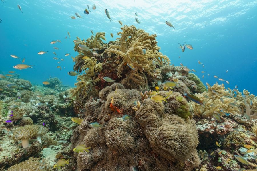 filipijnen mactan olango island onderwater snorkelen