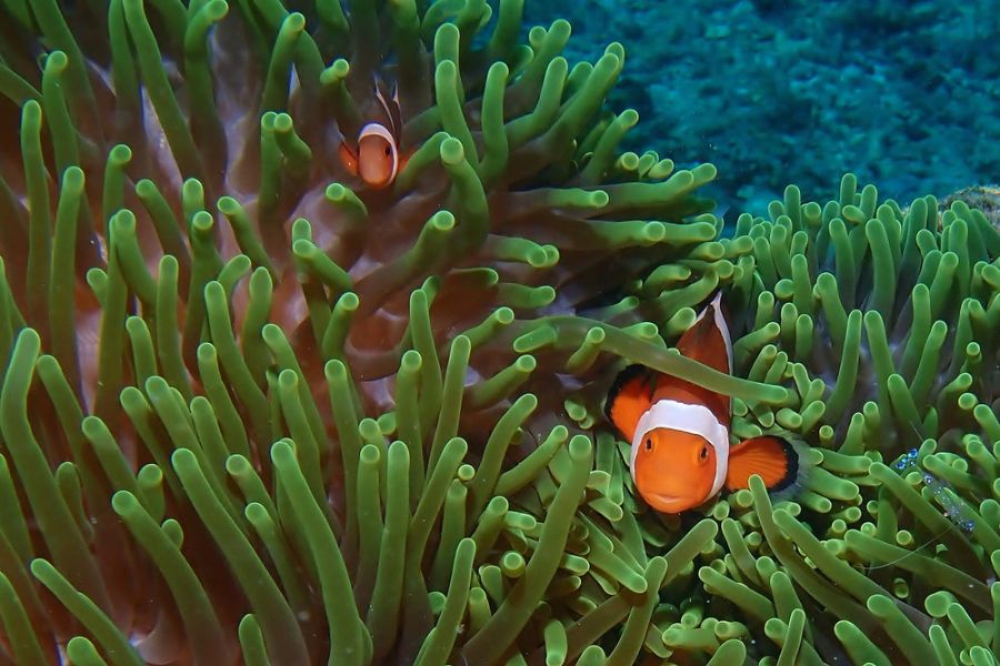 filipijnen Siquijor snorkelen